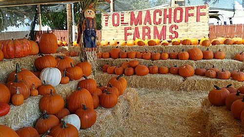 Pumpkin Days & Corn Maze 2024 poster